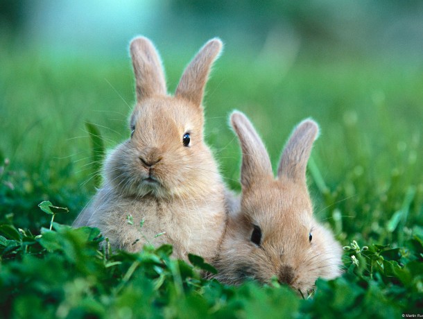rabbits