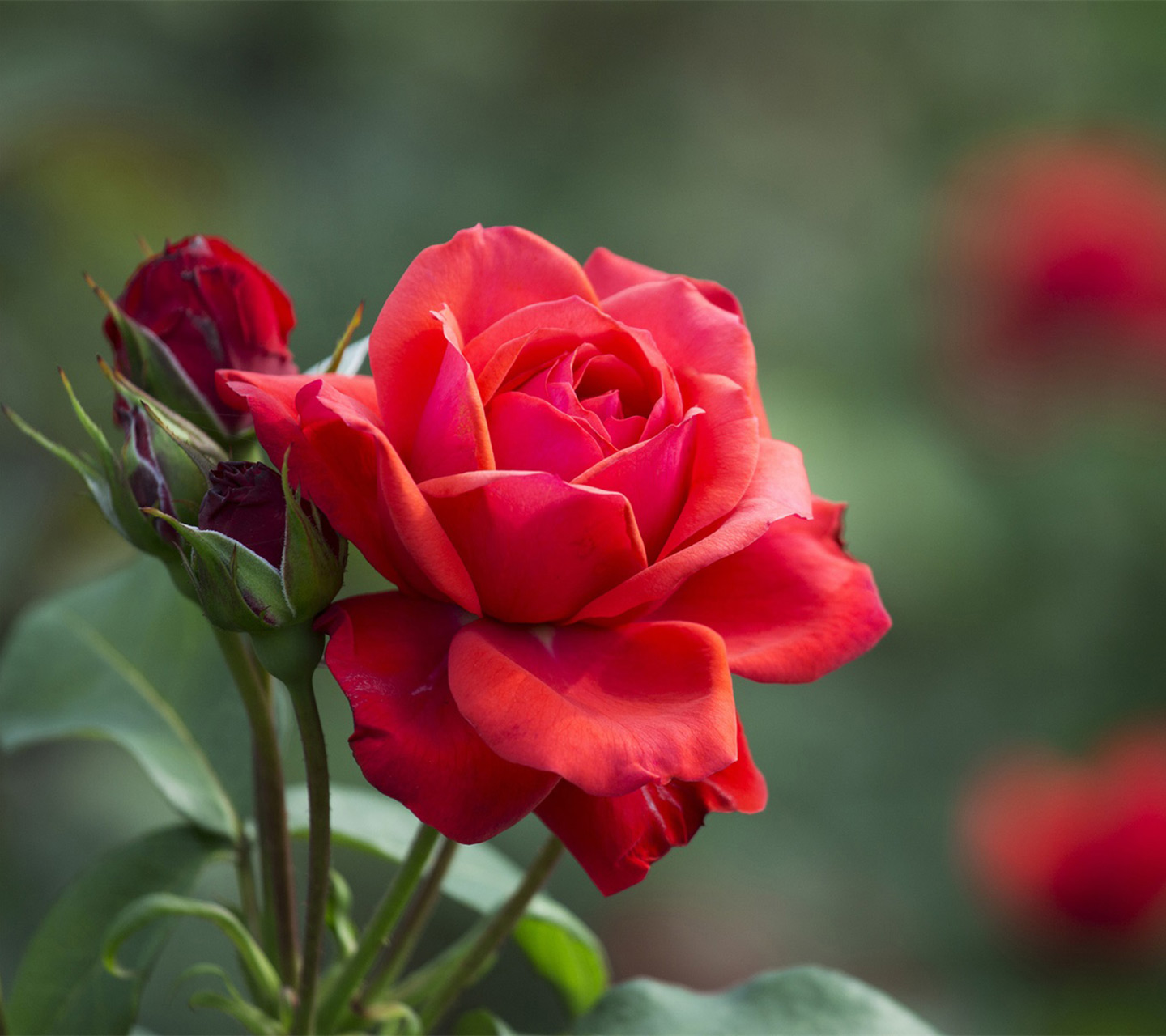 red-rose-flower-buds-leaves